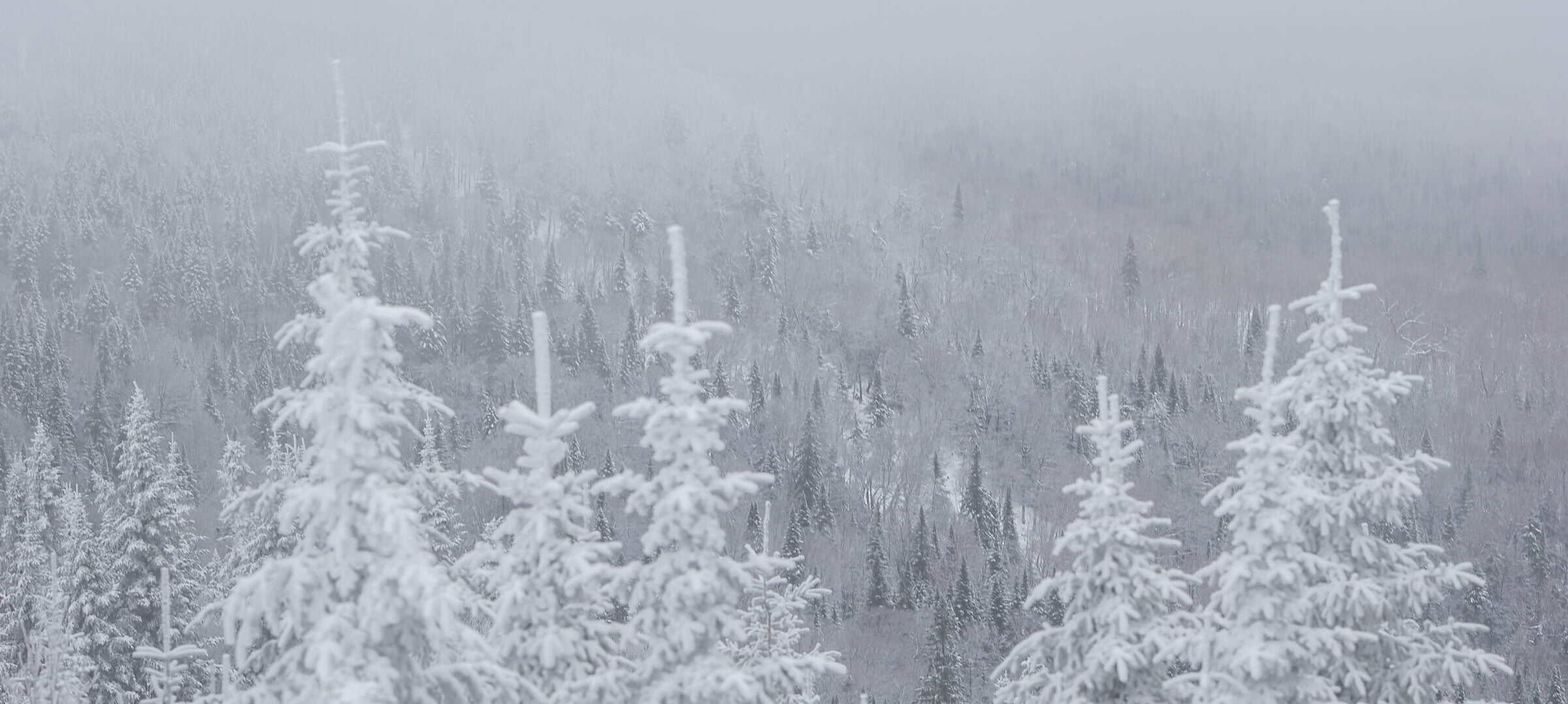 Forêt de Tremblant enneigée et brumeuse.