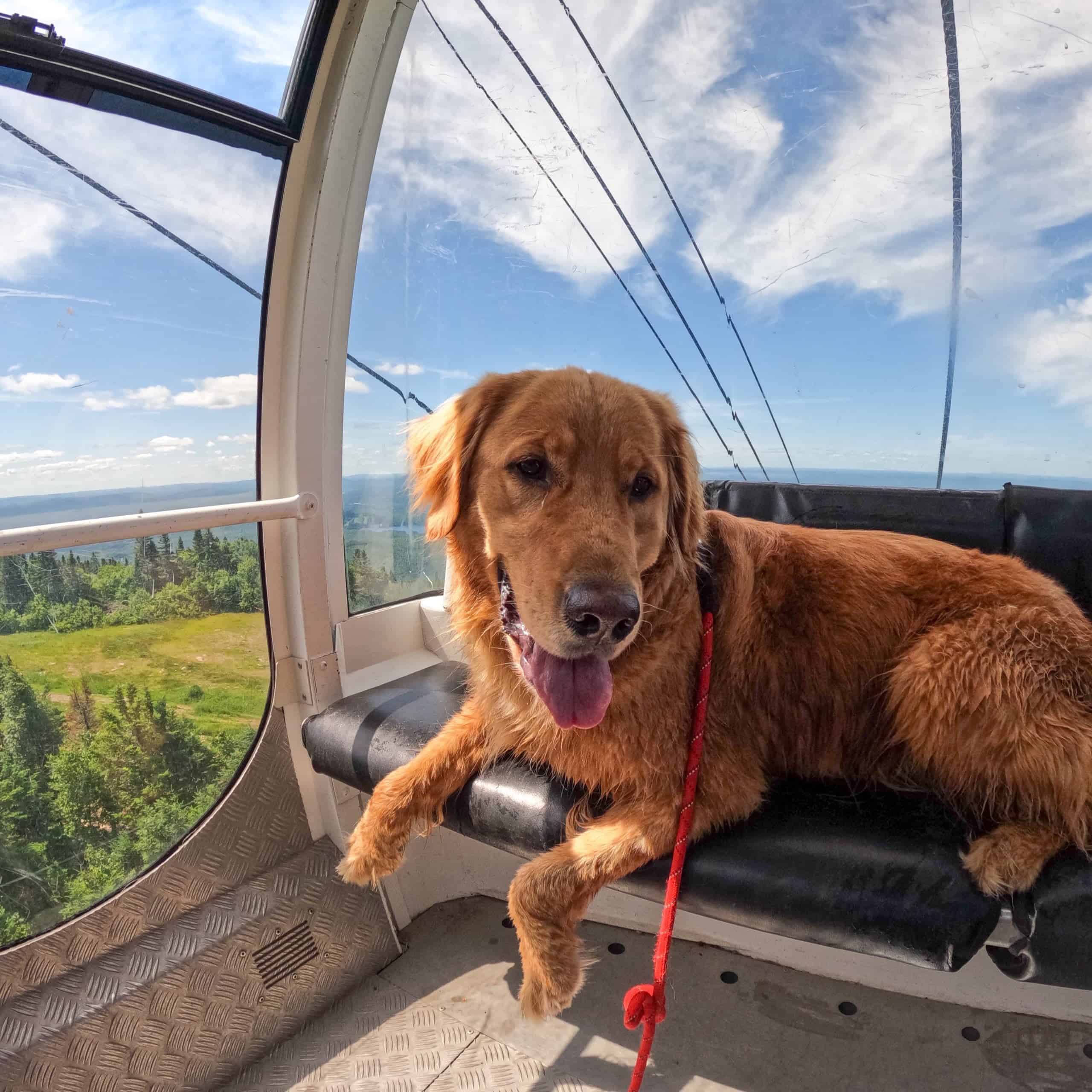 Chien dans le téléphérique avec vue panoramique sur Tremblant.