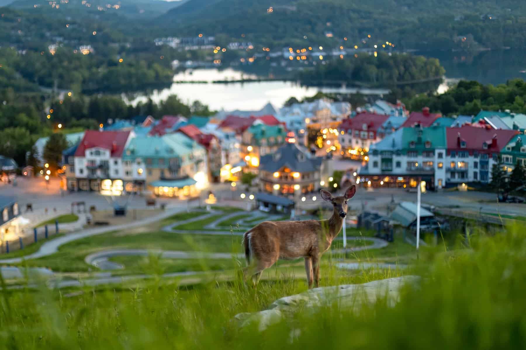 Cerf de Virginie panoramique devant Tremblant Village au crépuscule.