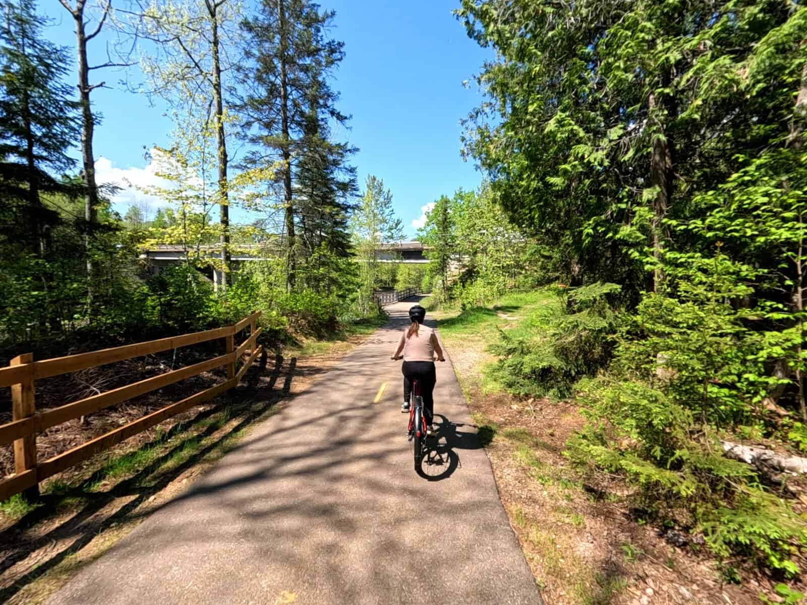 Person riding a bike on a sunlit forest path with pine trees nearby.
