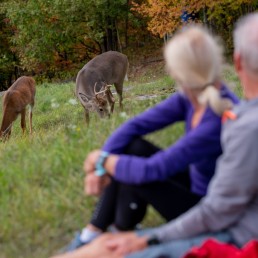 watching animals deer