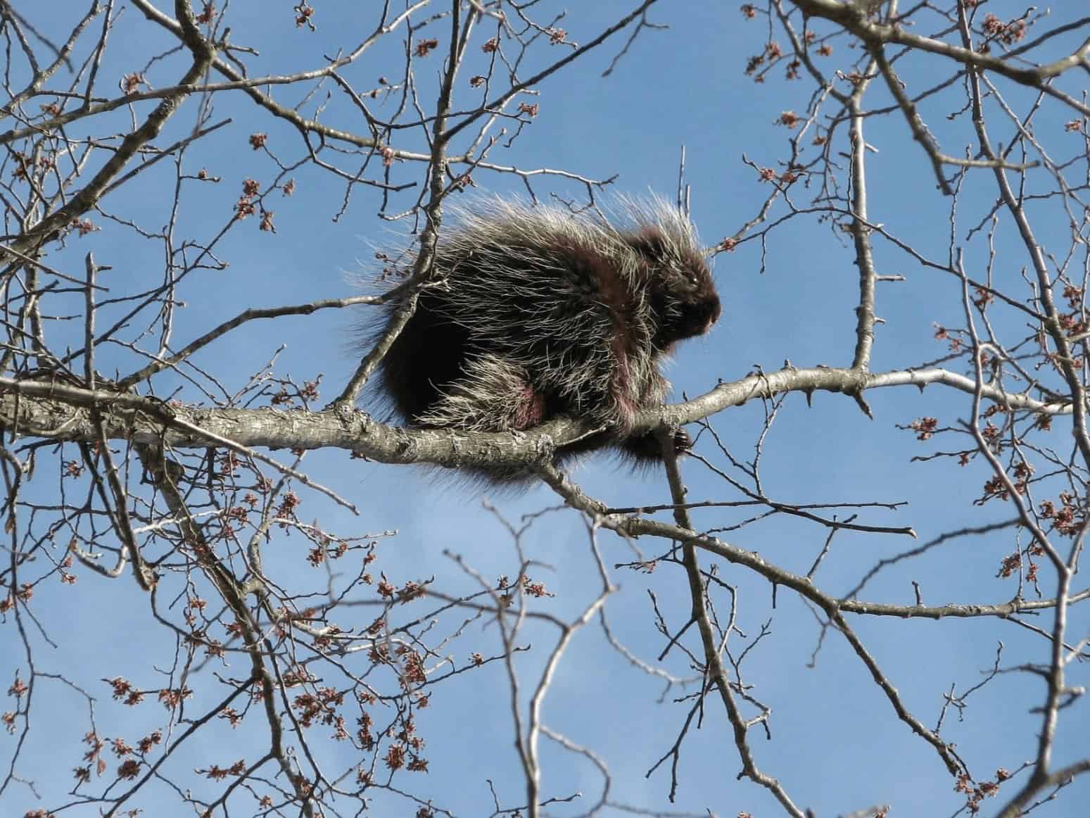 Mammifère sauvage perché dans un arbre en Laurentides.