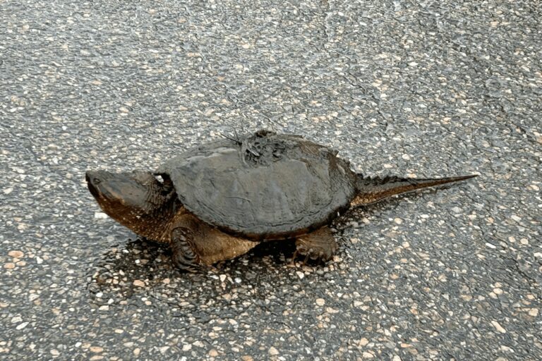 Tortue sur la route dans la région de Tremblant.