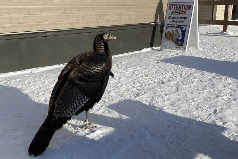 Oiseau de proie dans un environnement enneigé à Tremblant.