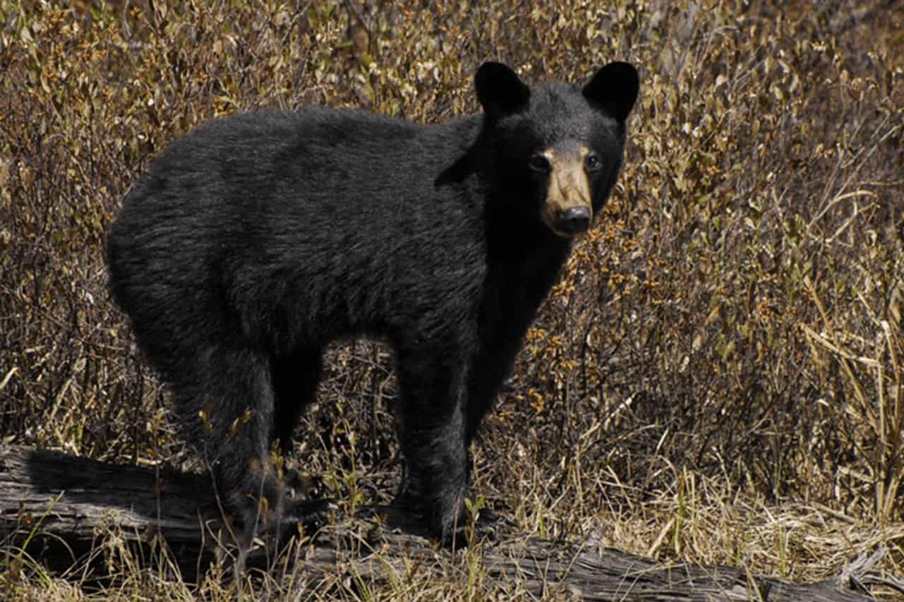 Black bear in natural habitat in the Laurentians near Tremblant Village.