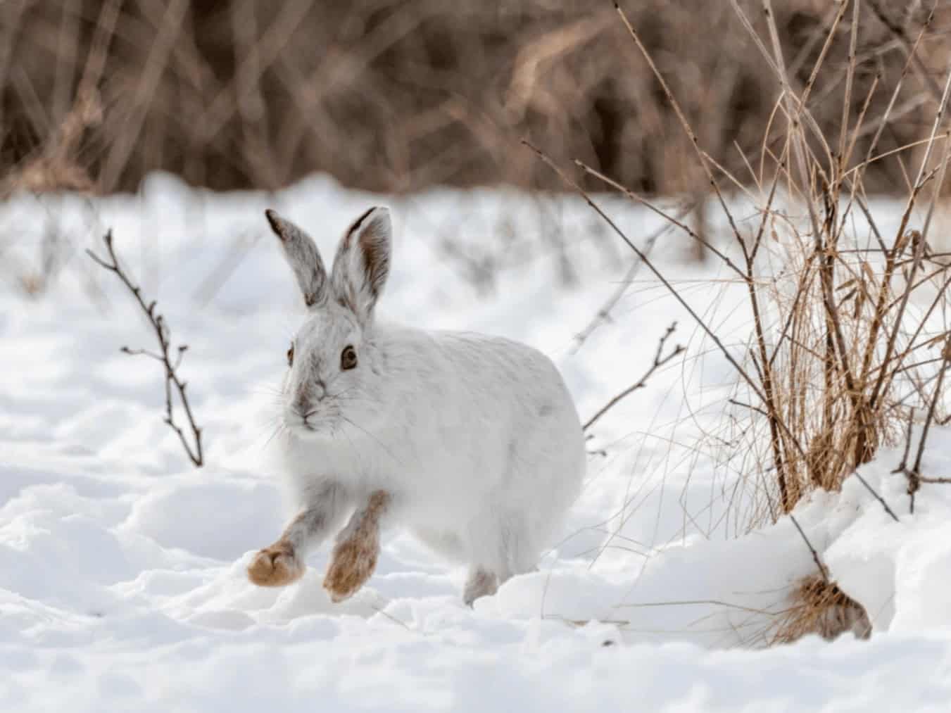 Lapin blanc dans la neige avec des branches sèches en arrière-plan.