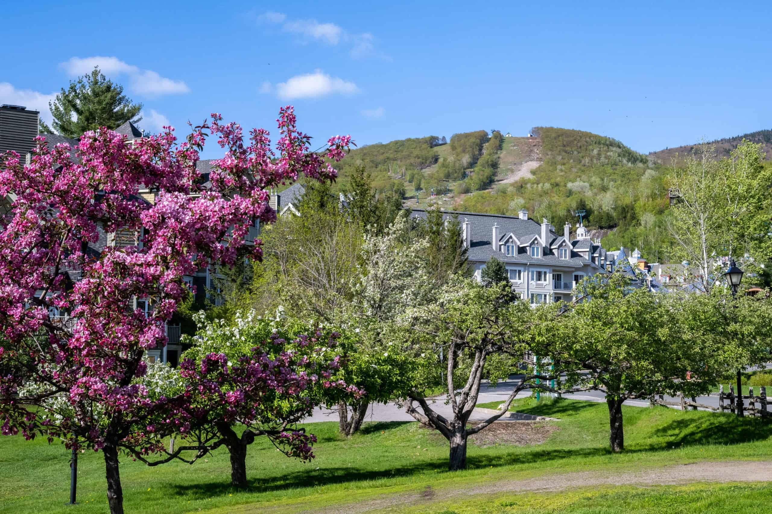 Jardin fleuri avec arbres en fleurs et montagnes en arrière-plan.